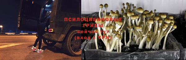 стафф Гусев